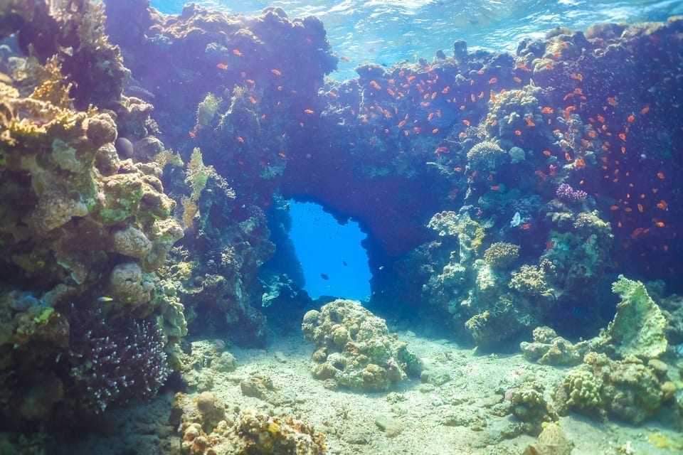 the-caves-dive-site-arch an arch of corals at the caves dive site in eilat israel