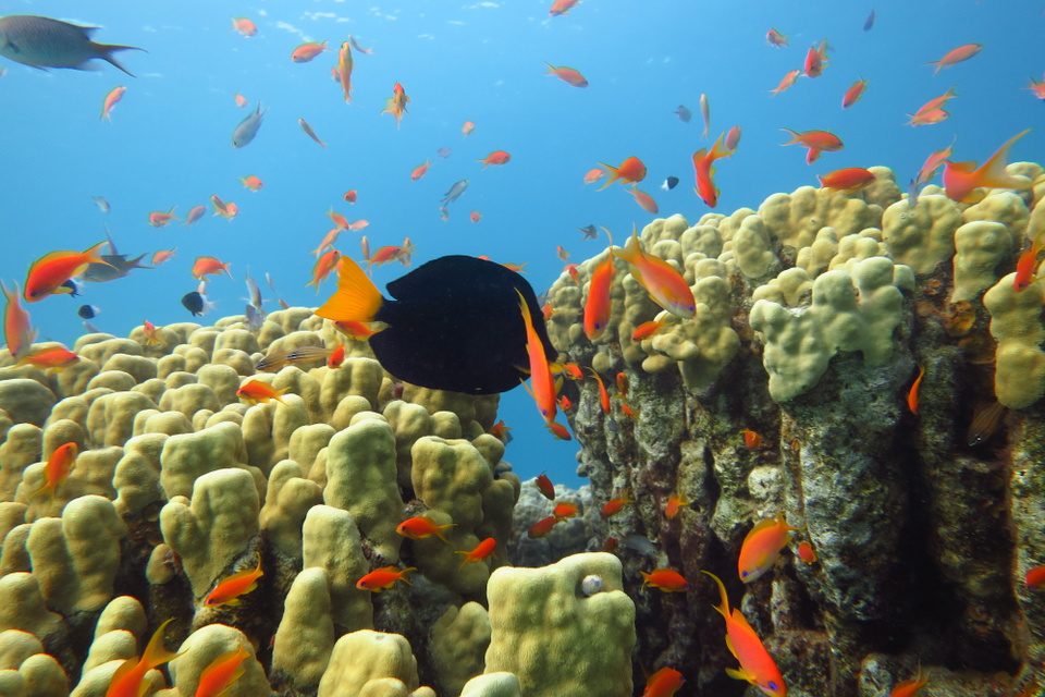 fish-in-the-sea-eilat yellow coral with deifferent kinds of fish at the red sea
