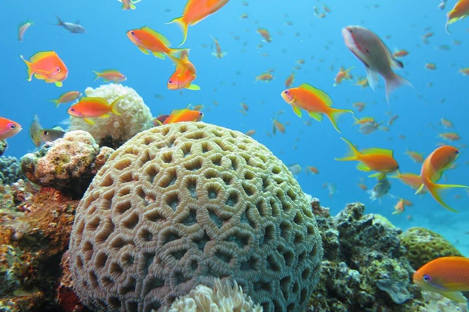 Corals and fish on Underwater Naturalist Speciality in Eilat