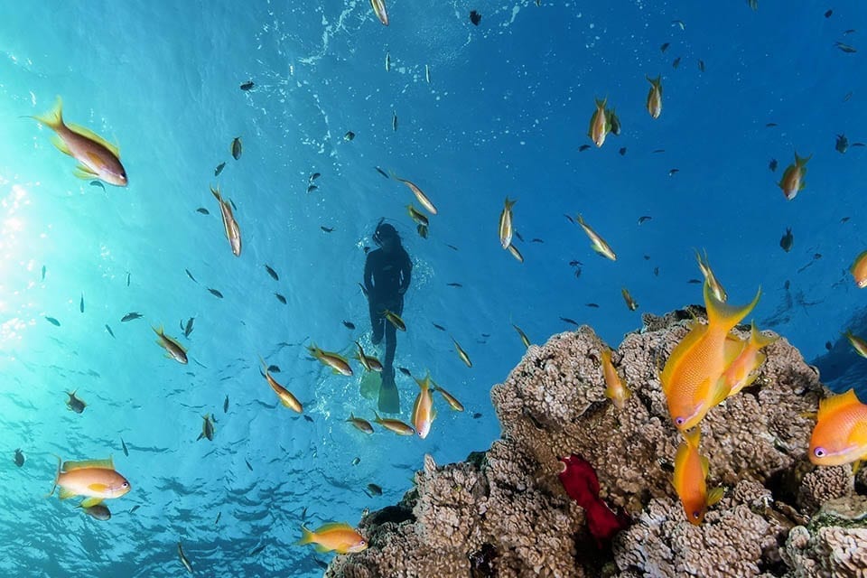 snorkeler-eilat snorkeler in the red sea with fish and corals