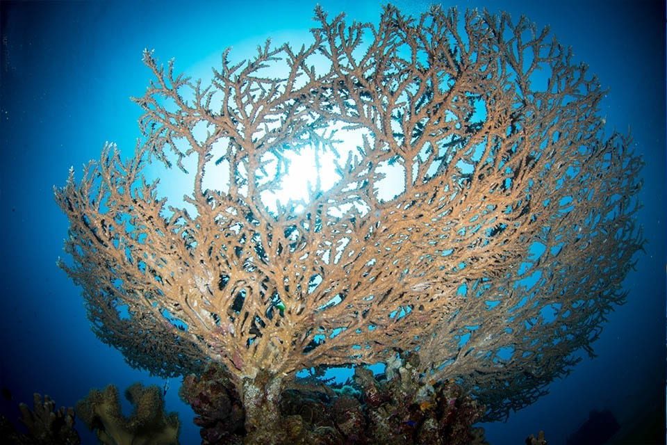 table coral in the nature reserve in eilat