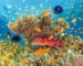 Abundant fish on a coral at the red sea