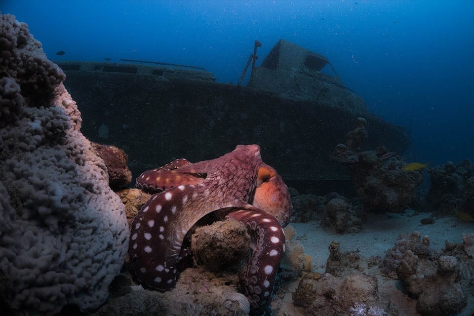 an octopus near the Yatush wreck in eilat